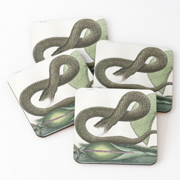 Item preview, Catesby's Brown Viper designed and sold by Lloyd Library & Museum.