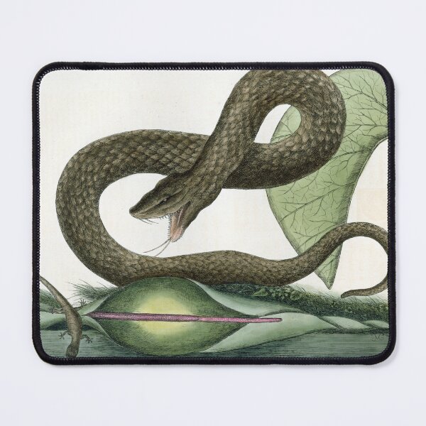 Item preview, Catesby's Brown Viper designed and sold by Lloyd Library & Museum.