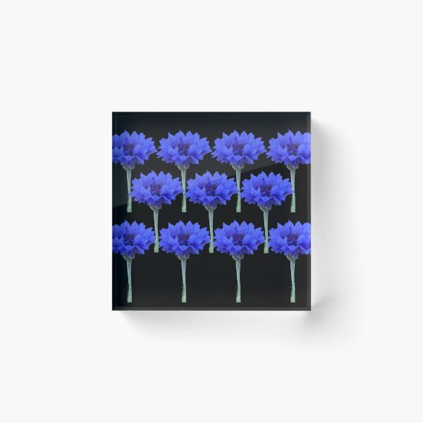 Item preview, Cornflowers with black background designed and sold by Binas-gallery.