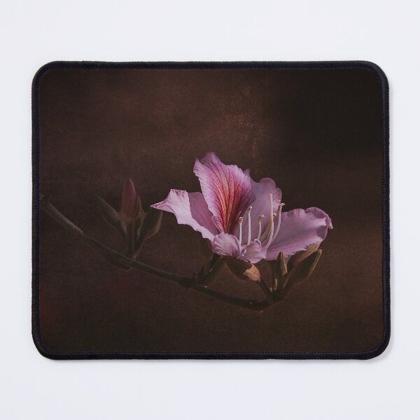 Item preview, Bauhinia variegata blooming  designed and sold by jkrphoto.