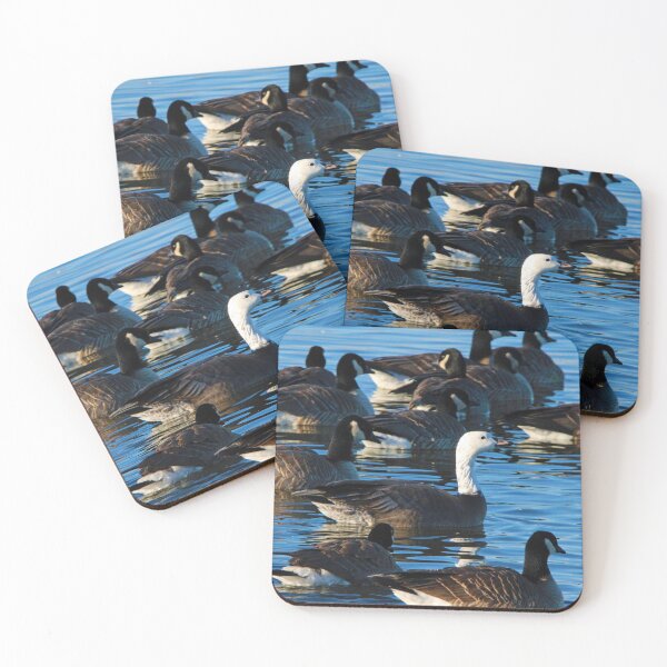 Item preview, Rare White-Headed Canadian Goose designed and sold by CommandoCrane.