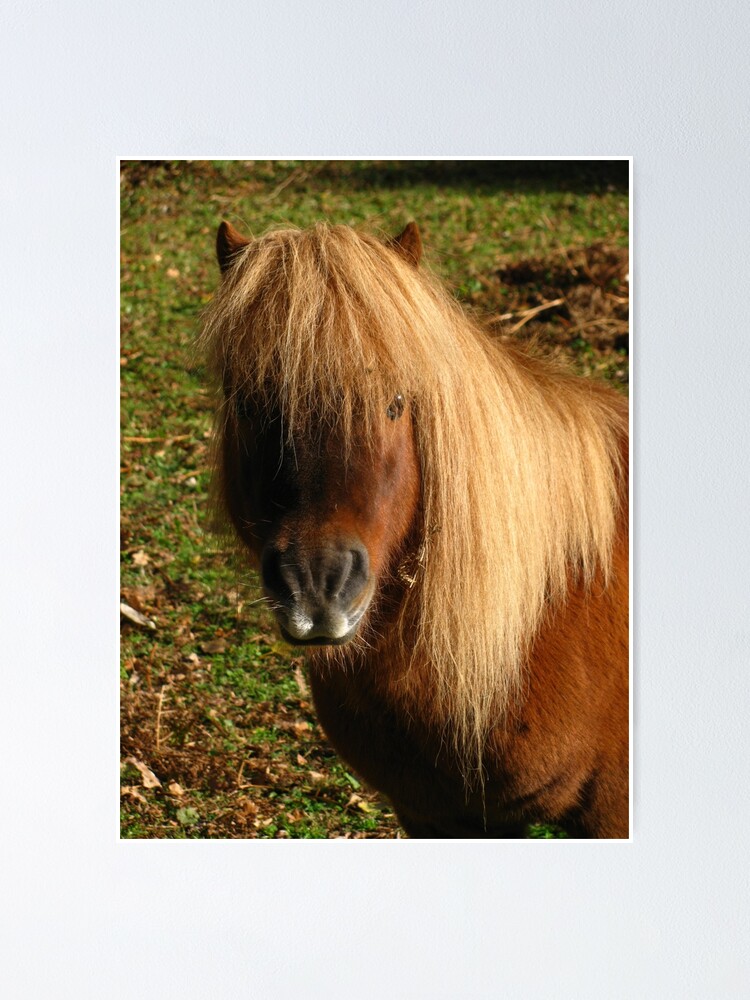 Poster Mini Pony Shetland III 