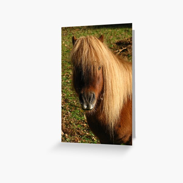 Item preview, Shetland Pony designed and sold by wiggyofipswich.