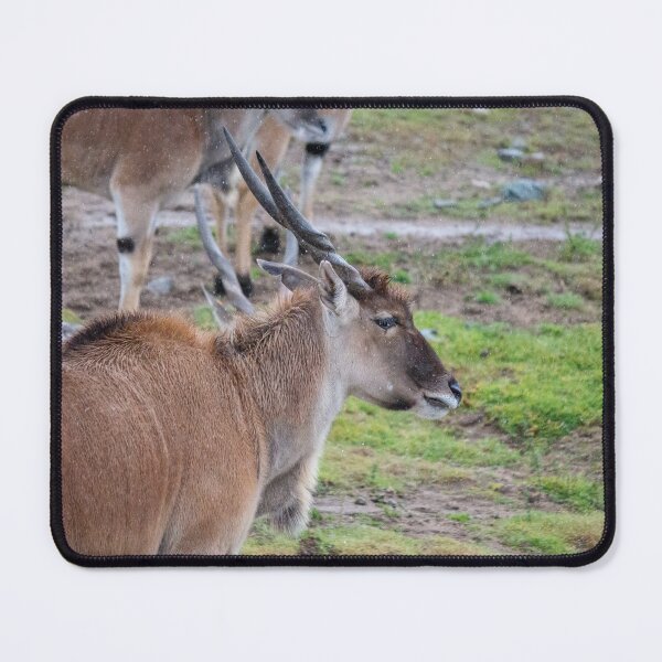 Item preview, Common Eland Antelope designed and sold by Kharzey.