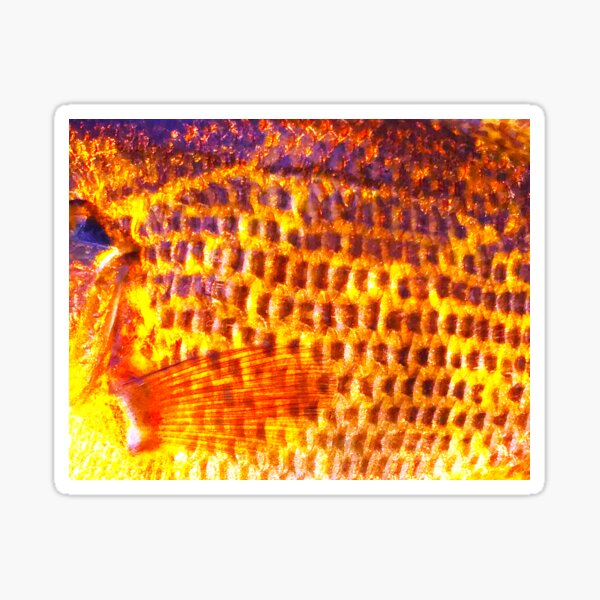 Vista previa del artículo con la obra «Patrón de piel Rock Bass (cálido)», diseñado y vendido por CJRPics.