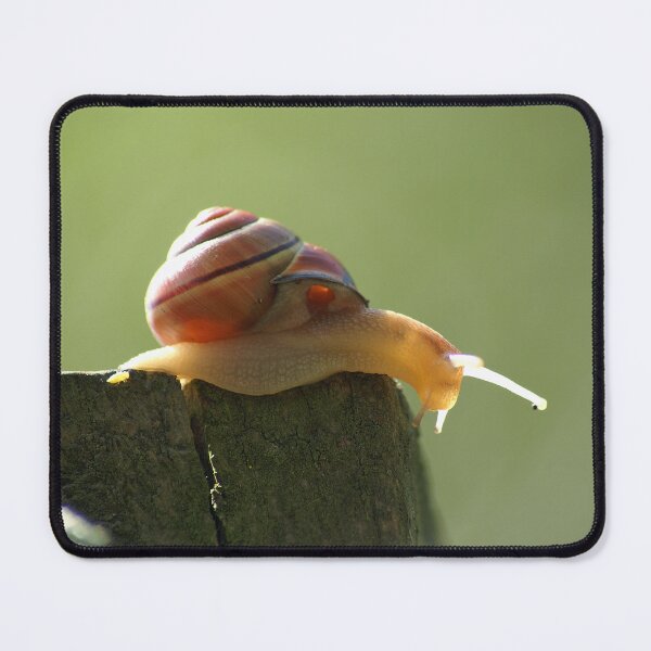 Item preview, Snail pace brown lipped banded snail designed and sold by LorrieBee.