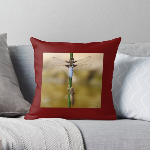 broad bodied chaser dragonfly leaving nymph case Throw Pillow
