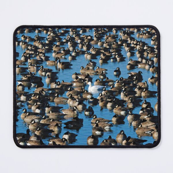 Item preview, Seriously, I Gotta' Be Me : Snow Goose in Sea of Canadian Geese designed and sold by CommandoCrane.