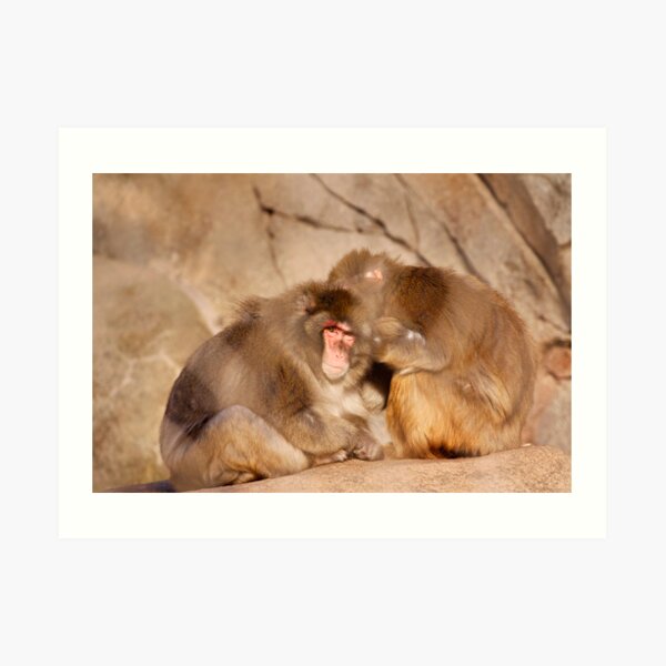 Picking Cooties Art Print