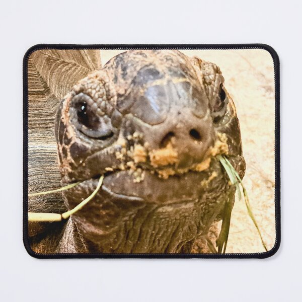 Item preview, Cute lil tort. designed and sold by landriesarah777.