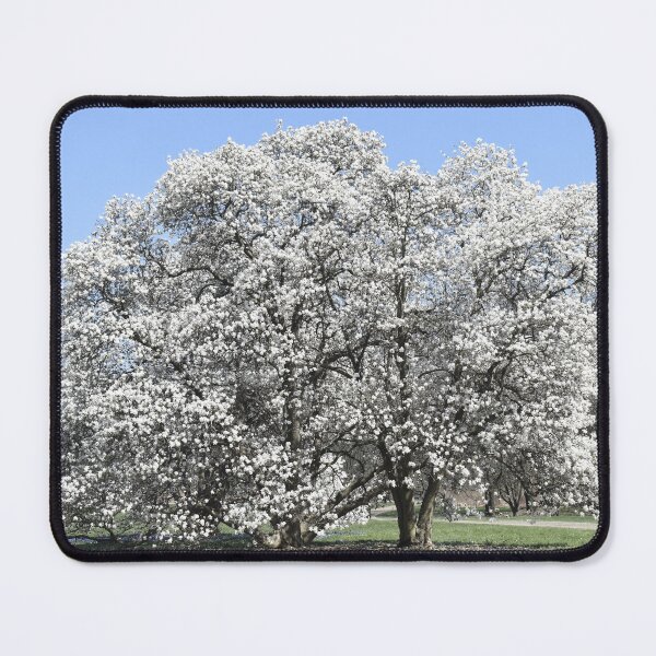 Item preview, Star Magnolia Trees designed and sold by Kathleen Brant.