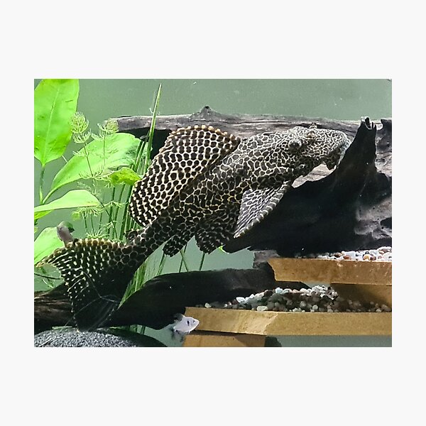 Vista previa del artículo con la obra «Vainilla el Petrygoplichthys Gibbiceps», diseñado y vendido por elsha.