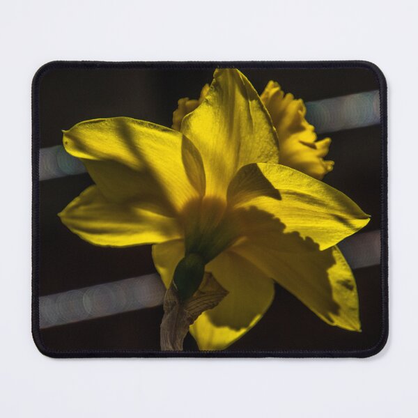 Item preview, Daffodil  designed and sold by Kian  Burch.