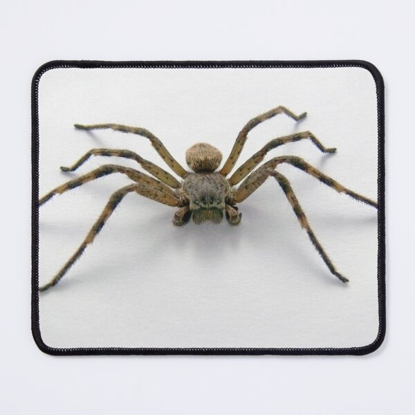 Item preview, Beware the Arachnophobe designed and sold by elsha.