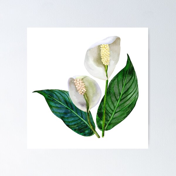 Item preview, Watercolor White Peace Lily designed and sold by Sketchbook Designs.