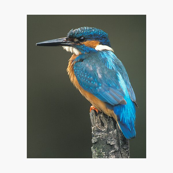 Item preview, Kingfisher designed and sold by wildlifephoto.