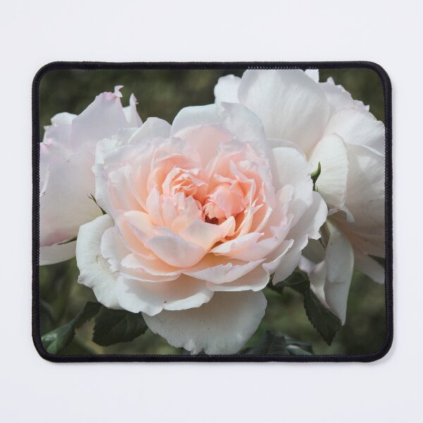 Item preview, English Rose - The Generous Gardener designed and sold by MaCross.