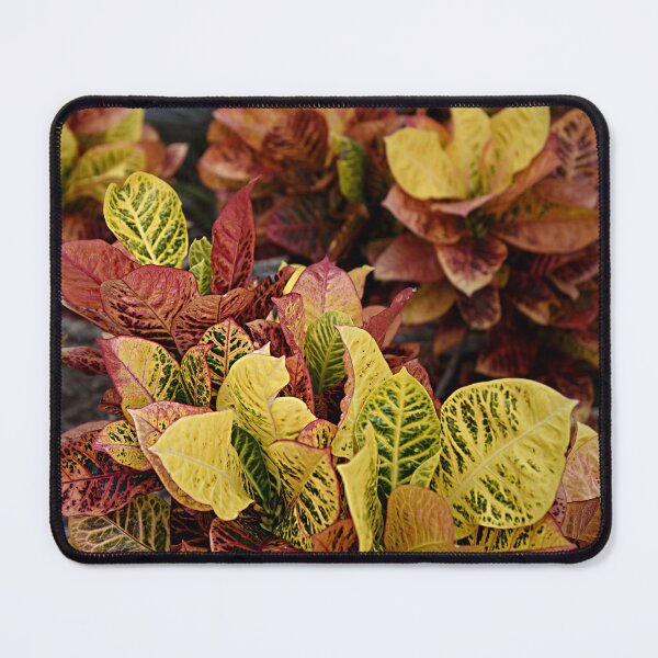 Item preview, Colourful coleus designed and sold by Kerry LeBoutillier.