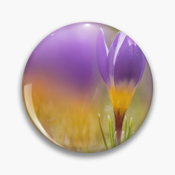 Artikelvorschau, lila krokusse, frühling, blumen, frühlingsblumen, lila, gelb, grün, aufkleber, uhr, schön, originell, natur, natürlich, krokusse auf dem gras entworfen und verkauft von Elżbieta  Kaps.