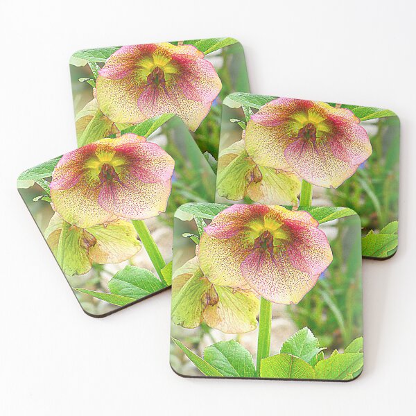 Item preview, Helleborus niger designed and sold by angel1.