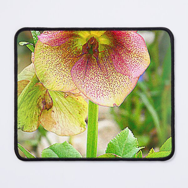 Item preview, Helleborus niger designed and sold by angel1.