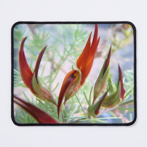 Item preview, Lotus bertholetii (Parrot's beak Lotus) designed and sold by elsha.