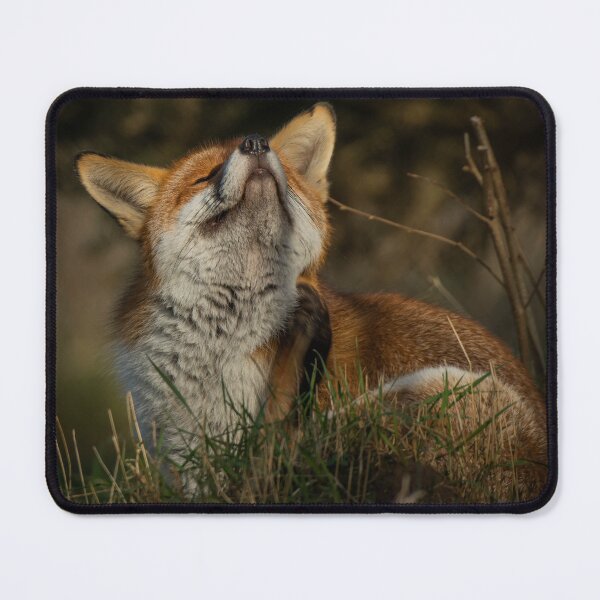 Item preview, Itchy foxy designed and sold by JoHackman.