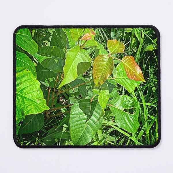 Item preview, Poison Ivy Plant designed and sold by Ladydi.