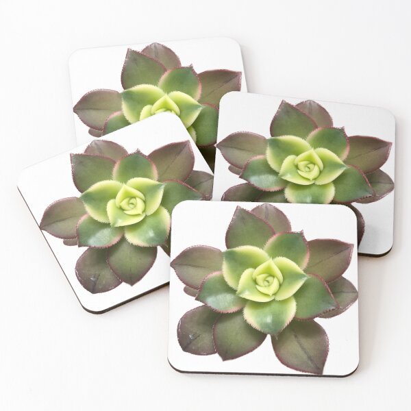 Item preview, Aeonium kiwi  designed and sold by Phoebew03.