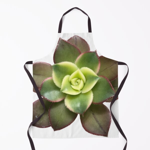 Item preview, Aeonium kiwi designed and sold by Phoebew03.