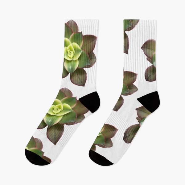 Item preview, Aeonium kiwi  designed and sold by Phoebew03.