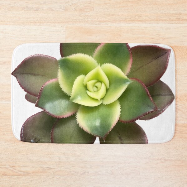 Item preview, Aeonium kiwi  designed and sold by Phoebew03.