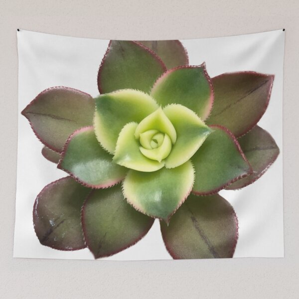 Item preview, Aeonium kiwi  designed and sold by Phoebew03.