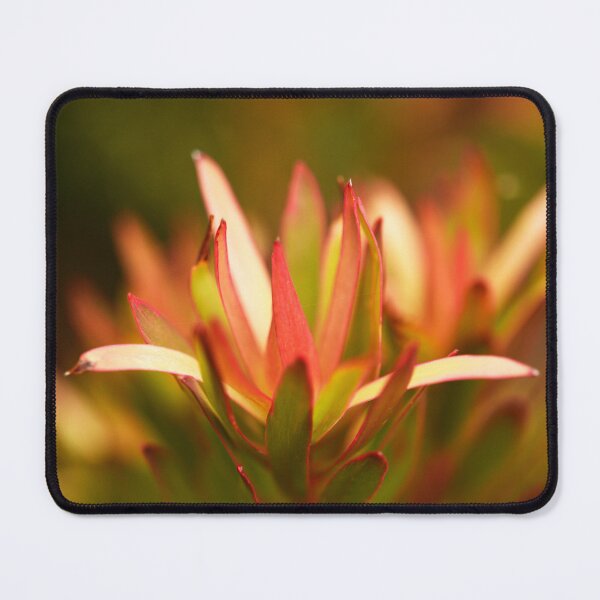 Item preview, Leucadendron, Safari Sunset, Catching the Sun designed and sold by imaginethis.