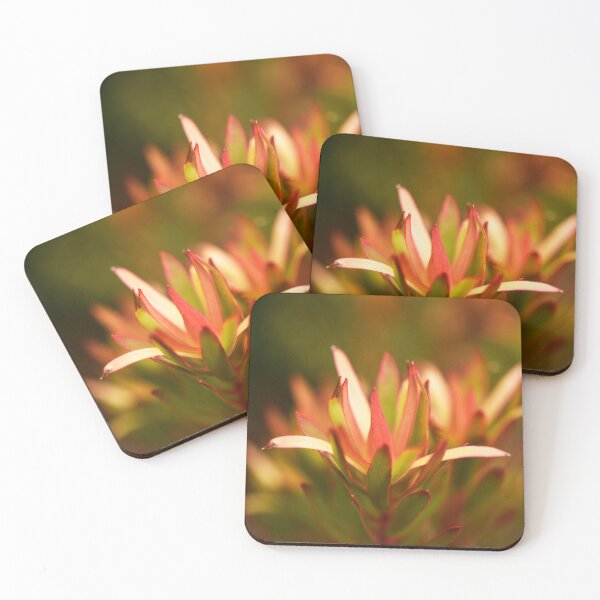 Item preview, Leucadendron, Safari Sunset, Catching the Sun designed and sold by imaginethis.