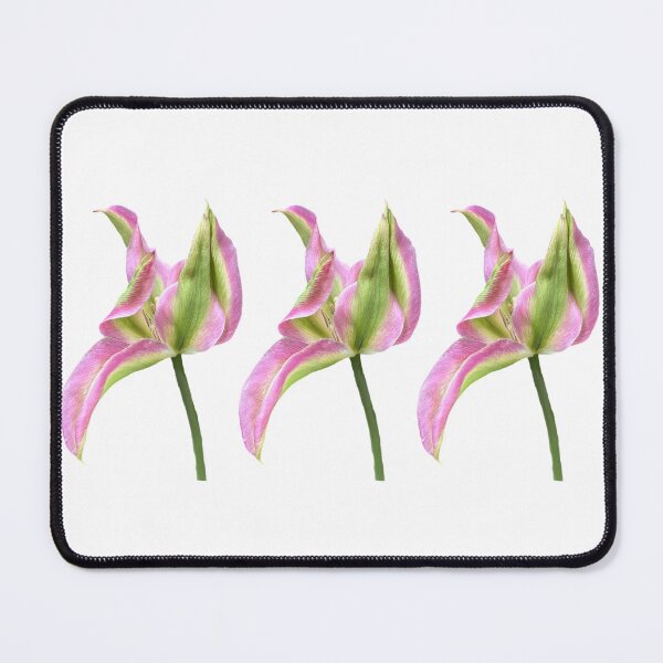 Item preview, 3 pink-green tulips designed and sold by Binas-gallery.