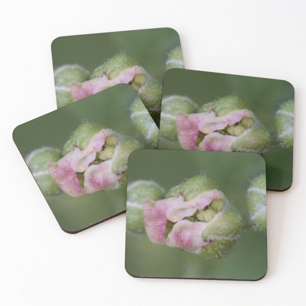 Item preview, Blackberry flower buds  designed and sold by Tonia Delozier's Photography .