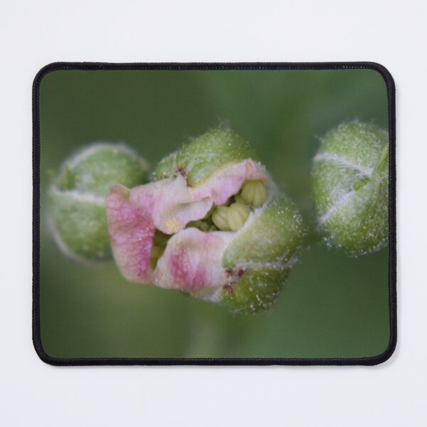 Item preview, Blackberry flower buds  designed and sold by Tonia Delozier's Photography .