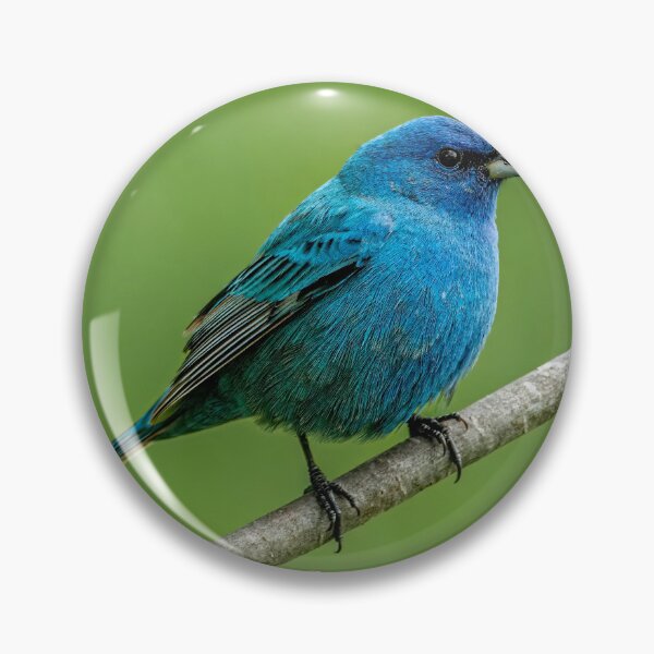 Artikelvorschau, Indigo Bunting entworfen und verkauft von Michael Cummings.