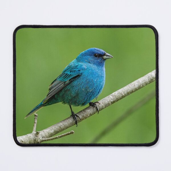 Item preview, Indigo Bunting designed and sold by Michael Cummings.