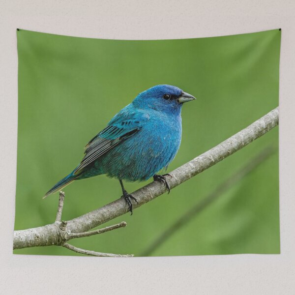 Item preview, Indigo Bunting designed and sold by Michael Cummings.