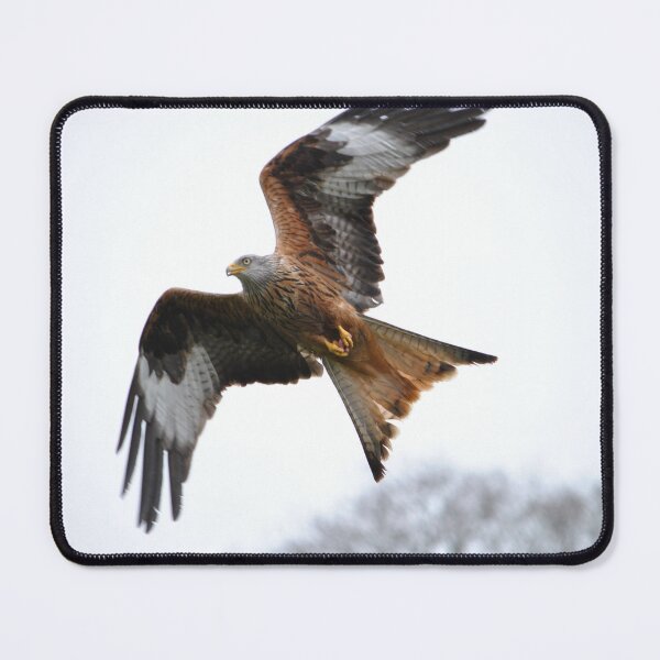 Item preview, Milvus Milvus designed and sold by Wildlifespotter.