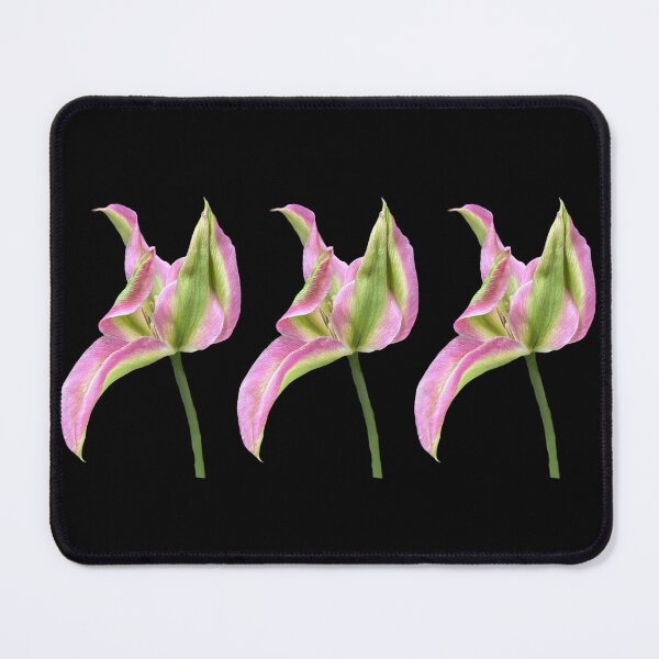 Item preview, 3 pink-green tulips with black background designed and sold by Binas-gallery.