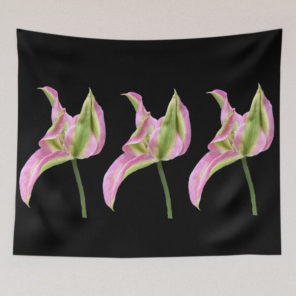 Item preview, 3 pink-green tulips with black background designed and sold by Binas-gallery.