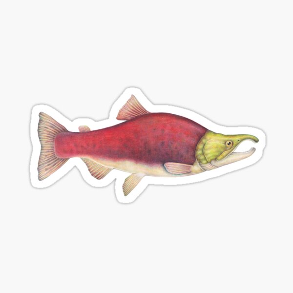 Sockeye Salmon Sticker