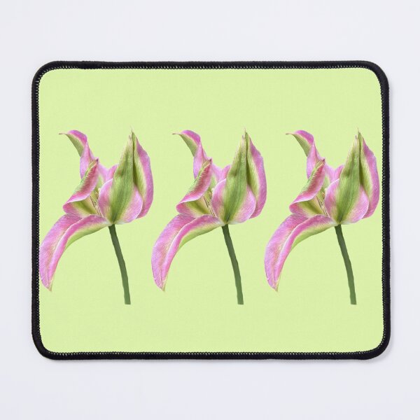 Item preview, 3 pink-green tulips with a light yellow-green background designed and sold by Binas-gallery.