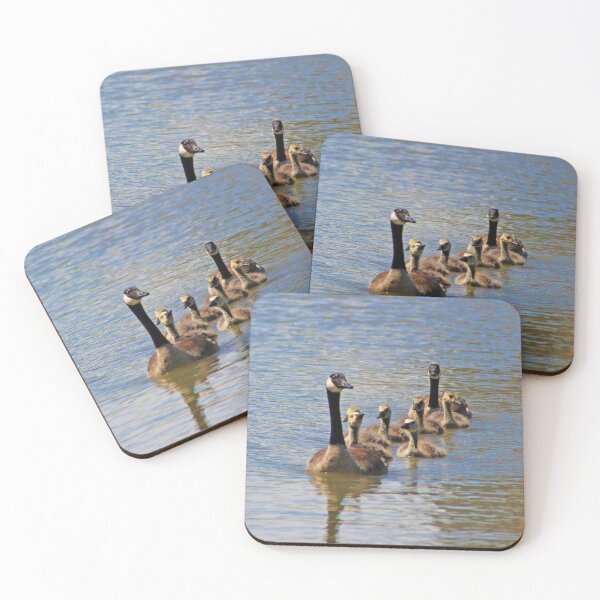 Item preview, Coming At Ya! : Family of Canadian Geese Headed Back After Swim designed and sold by CommandoCrane.