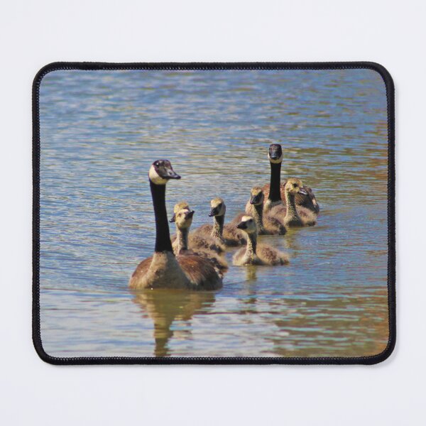 Item preview, Coming At Ya! : Family of Canadian Geese Headed Back After Swim designed and sold by CommandoCrane.
