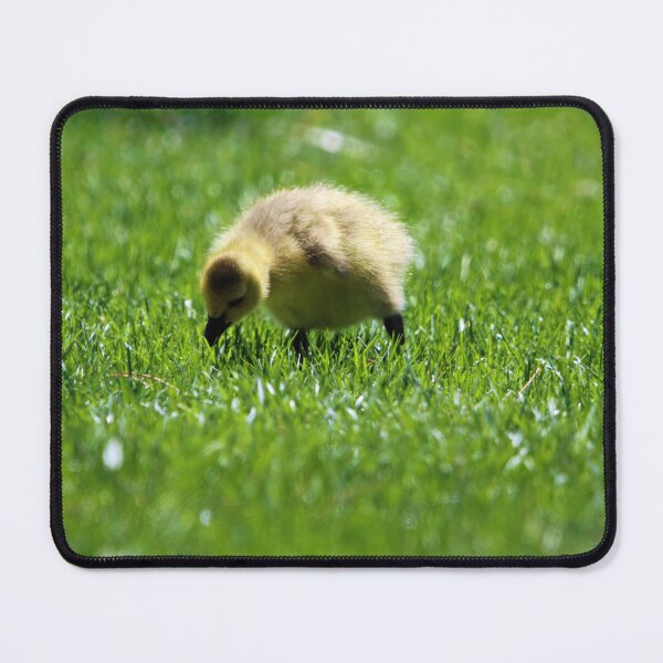 Item preview, Lookin' For Bugs : Single Goslings Eating designed and sold by CommandoCrane.