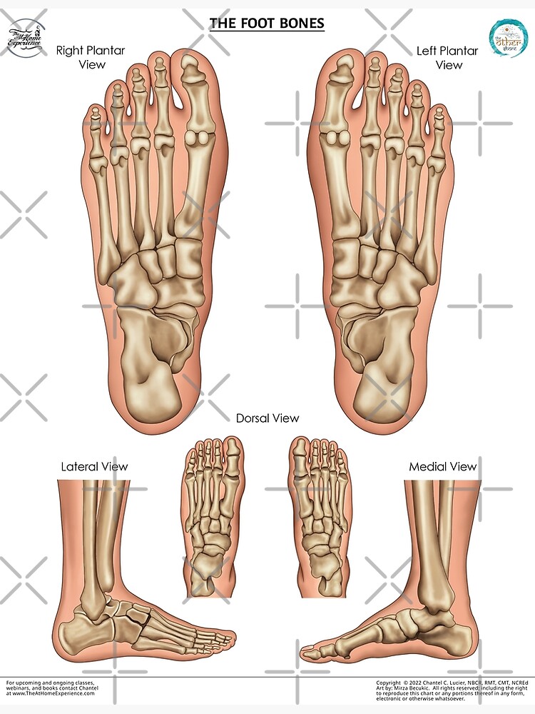 Poster Anatomia Piede Osseo Herbitas